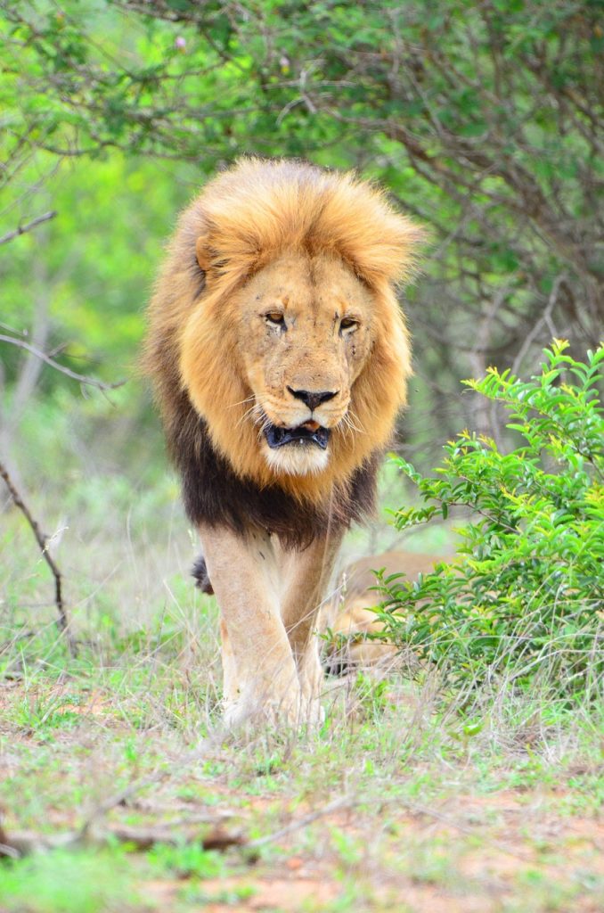 wildlife, lion, nature, kruger national park, africa, green park
